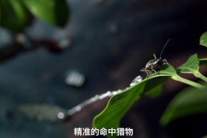 李毅：海港丢的球魏震要负点责任，但是红牌我觉得过于严厉